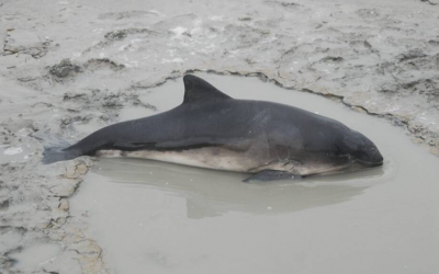 Ouest France 20/08/2015 : Le marsouin échoué a repris la mer…