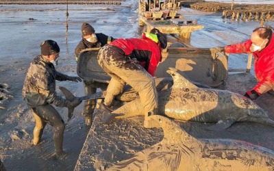 Ouest France 20/01/2025 : Sauvetage de dauphins à Cancale : « le plus dur est passé », aucun animal ne s’est à nouveau échoué