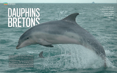 VSD Animaux 07/2022 : Al Lark, la protection de l&rsquo;environnement marin dans les gènes