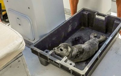 Ouest France 26/08/2022 : Deux bébés phoques secourus à Saint-Malo et Cancale
