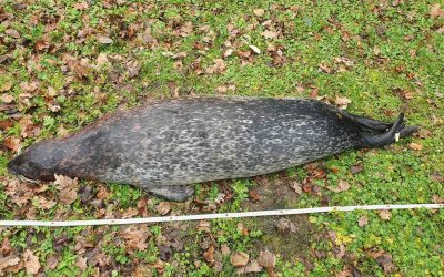 Ouest France 30/01/2023 : Un phoque de 12 ans retrouvé mort près de Saint-Malo
